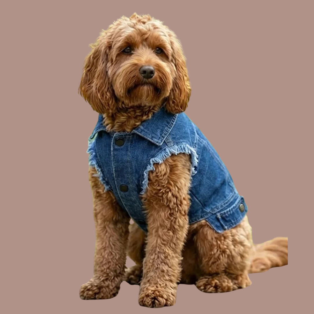 Dog’s denim jacket