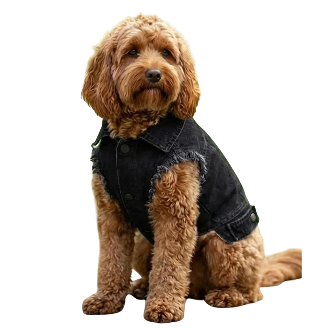 Dog’s denim jacket